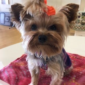 Meet your Posher, Robin